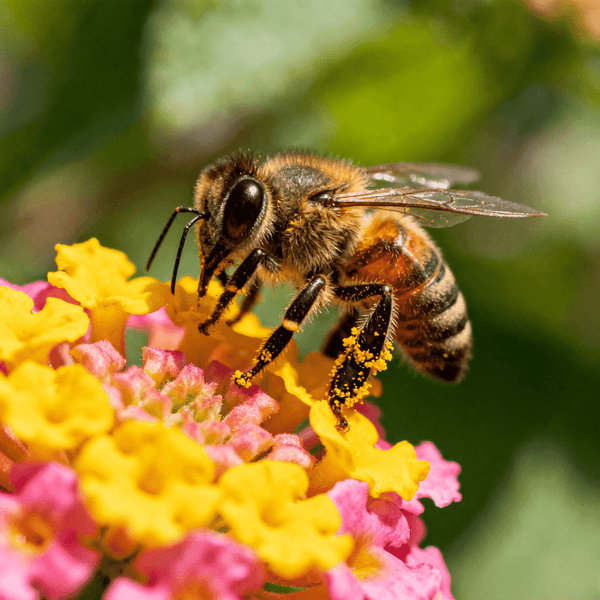 Bee making Buzz sound - Listen to Bee sounds online