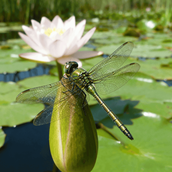 Dragonfly making Buzz sound - Listen to Dragonfly sounds online