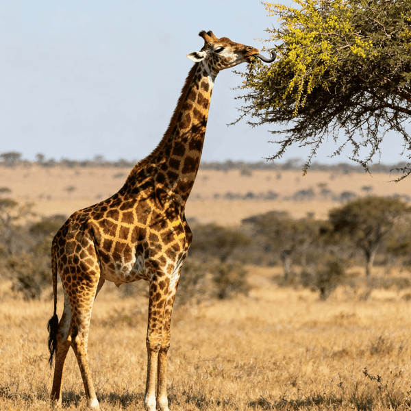 Giraffe making Hum sound - Listen to Giraffe sounds online