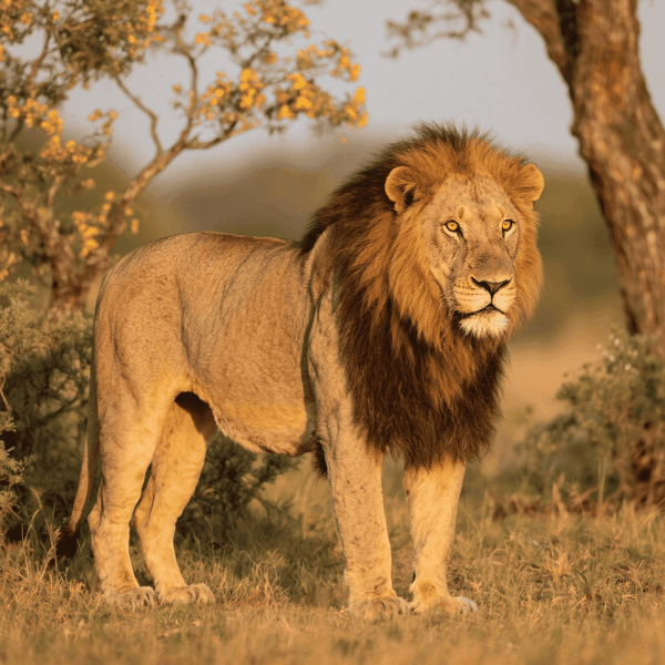 Lion making Roar sound - Listen to Lion sounds online