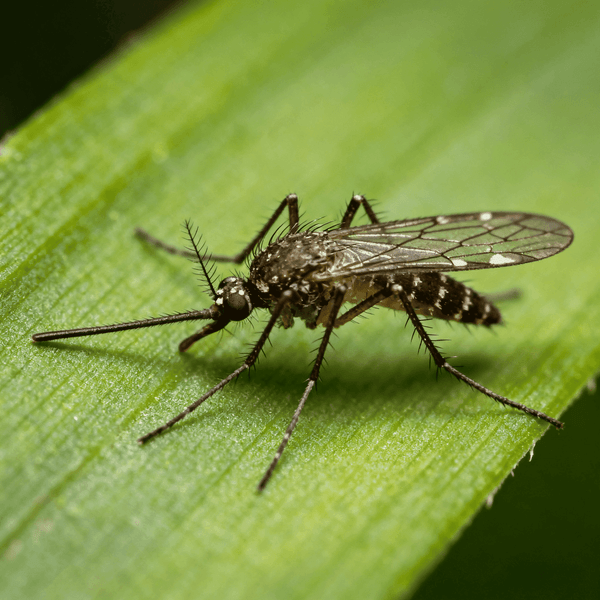 Mosquito making Buzz sound - Listen to Mosquito sounds online