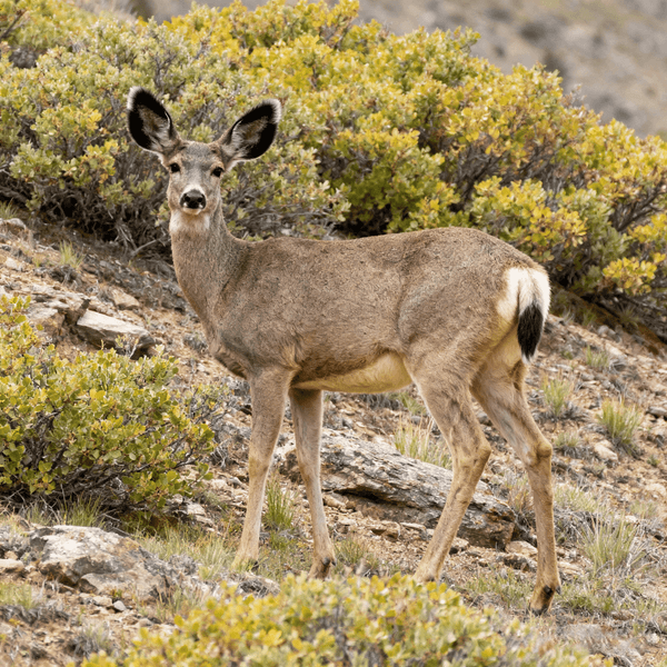 Mule Deer making Bleat sound - Listen to Mule Deer sounds online