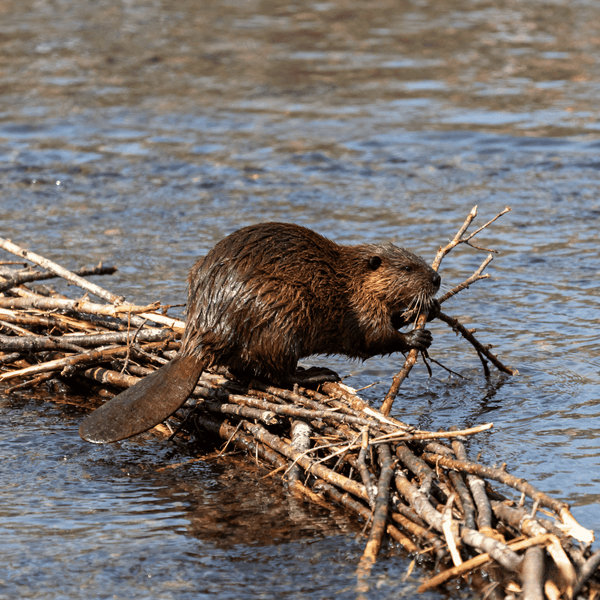 Otter making Chirp sound - Listen to Otter sounds online