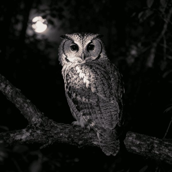 Owl making Hoot sound - Listen to Owl sounds online