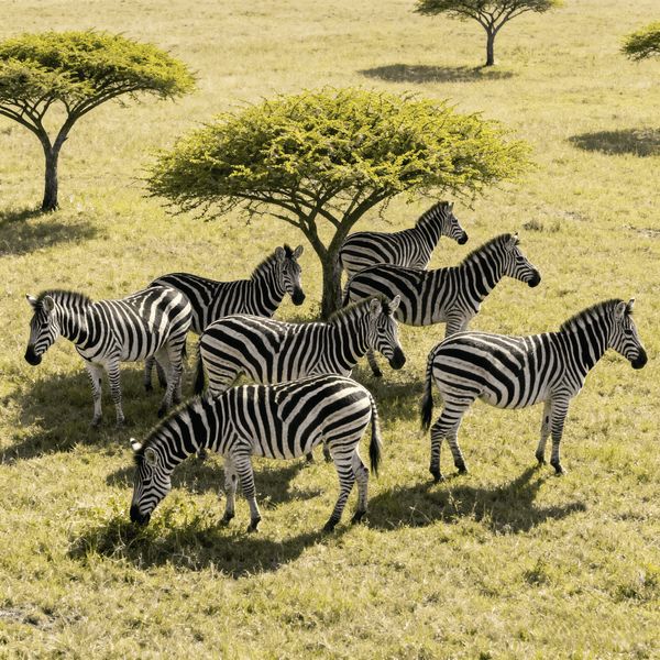 Zebra making Bark sound - Listen to Zebra sounds online